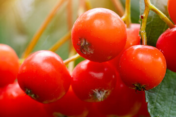 A bunch of red rowan close up. Autumn bright red rowan berries with leaves