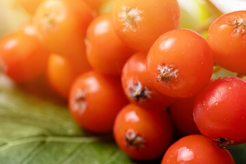 A bunch of red rowan in autumn leaves. Autumn bright red rowan berries with leaves
