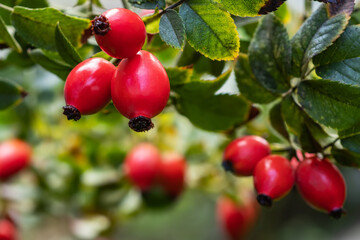 Branches of ripe rose hips in the garden
