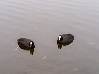 Coot ducks swimming in November fog on Pickmere Lake, Cheshire, UK