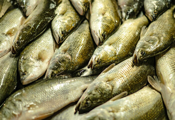 Fresh snapper that has just risen from the sea is sold in the Nong Mon municipal market. Bangsaen, Thailand