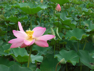 Lotusblumen Bali