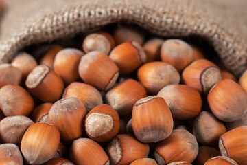 Hazelnuts, filbert in burlap sack on wooden backdrop. heap or stack of hazelnuts. Hazelnut background, healty food