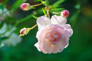 Beautiful blooming white-rose rose flower Sea Foam. Delicate twig shrub rose 'Sea Foam' with white flowers on green background. Floral nature background with copy space. Romantic artistic image