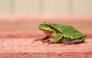 Close-up green frog 