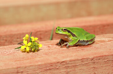 Close-up of green frog and yellow flower