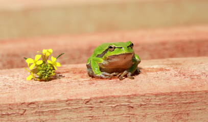 Close-up of green frog and yellow flower