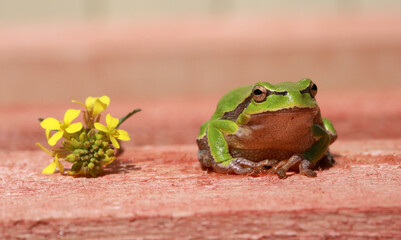 Close-up of green frog and yellow flower