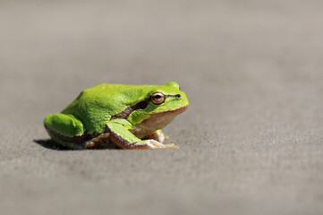 Close-up of a wild green frog on a gray background