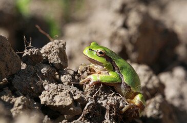 Close-up of a green frog in nature
