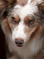 Funny expression dog. border collie on a brown background, head shot