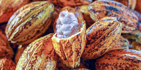 Cut in half ripe cacao pods or yellow cacao fruit Harvest cocoa beans to send to the chocolate...