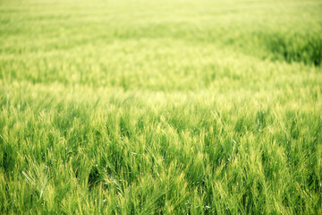 Green unripe cultivated barley (Hordeum Vulgare) field in countryside
