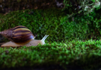 A big snail crawls on the moss close up Lissachatina fulica