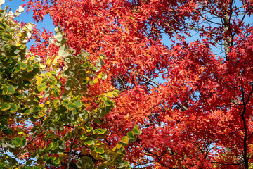 autumn colored fall tree leaves