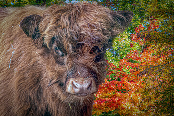 portrait of a scottish highland cow in fron of fall colored trees