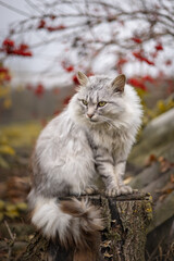 Naklejka na ściany i meble Photo of a beautiful fluffy gray cat in the autumn garden.