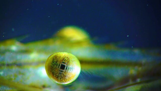 Faceted shrimp eye Nutrition of Prawn (Palaemon elegans), Black Sea