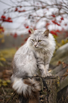 Photo of a beautiful fluffy gray cat in the autumn garden.