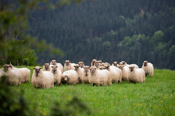 flock of sheep in the field in the mountainous area looking at the camera. agriculture and...