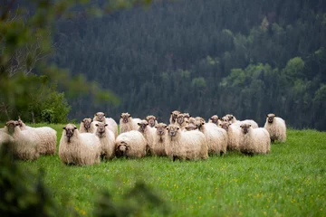 Fototapete Rund flock of sheep in the field in the mountainous area looking at the camera. agriculture and livestock. © ZiortzaEguzkitza