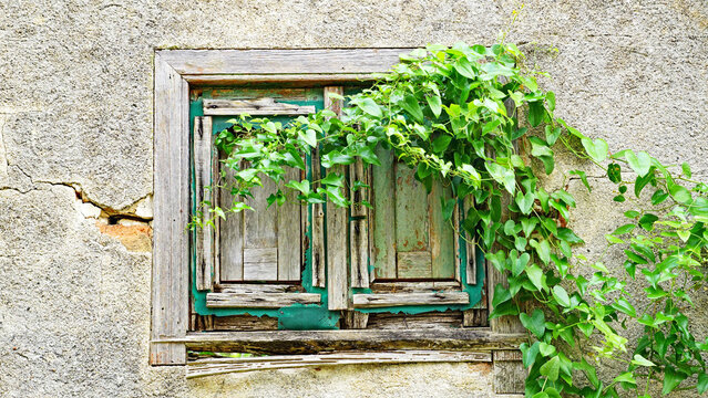 Vieja ventana con enredadera en la estaci&oacute;n de tren de Arc Ber&aacute;, Tarragona, Catalonia, Espa&ntilde;a, Europa
