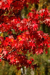Ahorn (Acer ), buntes Herbstlaub an einem Baum, Deutschland