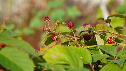 red currant bush