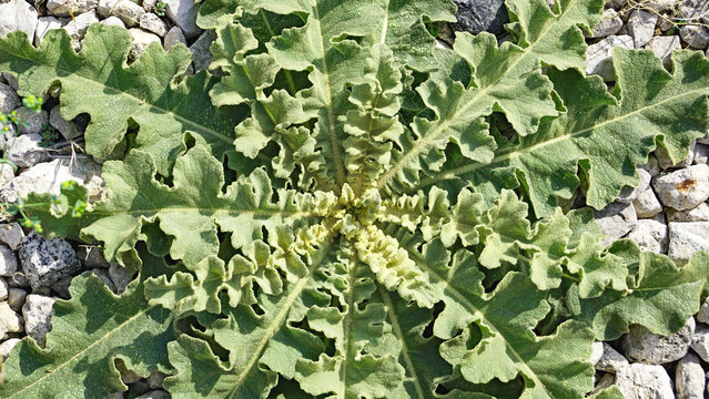 Planta sonchus oleraceus junto a las v&iacute;as del tren
