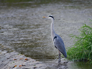 賀茂川のアオサギ