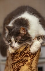 A white-brown cat with green eyes is lying on the back of a chair in close-up