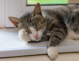 A white-gray cat in close-up lies on the windowsill