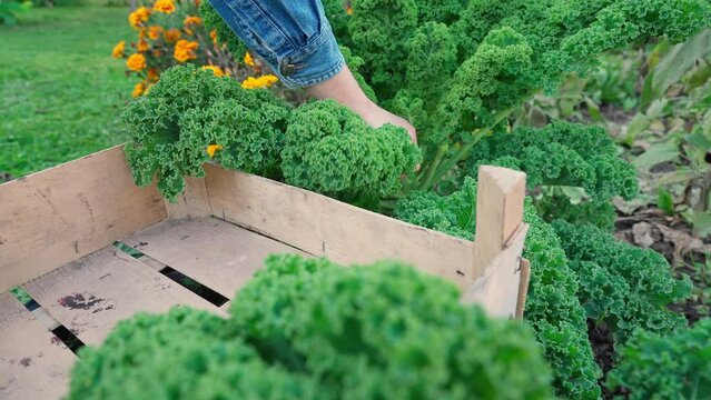 Female hands picking organic kale in her garden. Close-up