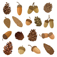 Acorns and Fir or Pine Brown Cones Big Vector Set © Happypictures
