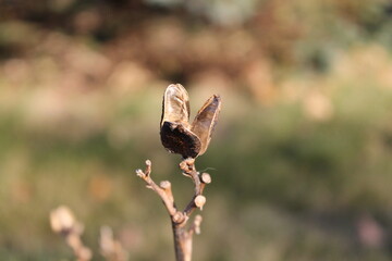 Belle coquille sèche de graines d'hémérocalle, Hemerocallis