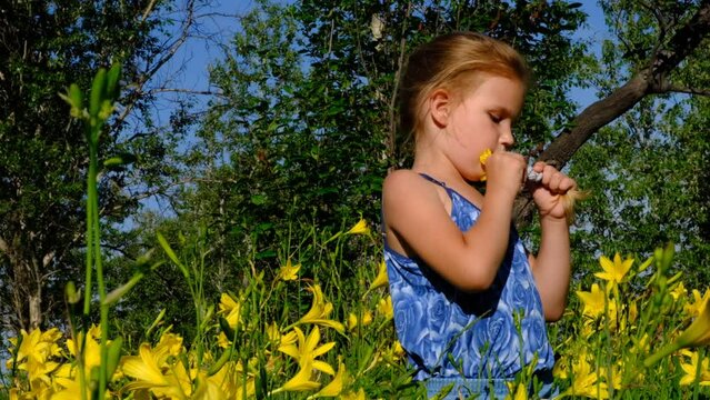 Cute toddler girl walking and investigate details of nature . Summer time outdoor kids activity and vacations. Meadow beautiful yellow flowers daylilies. Blooming Hemerocallis lilioasphodelus. 