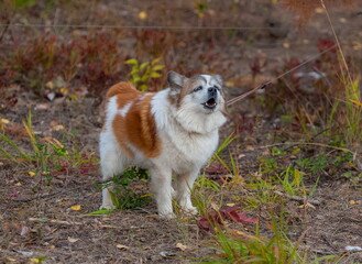 Dog on a leash close-up in the autumn forest