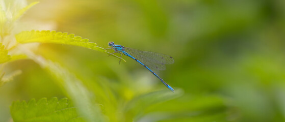 Blue dragonfly, close up of a small blue dragonfly on a green leaf.