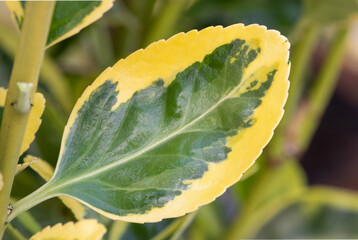 Spindle ovatus aureus (Euonymus japonicus 'Marieke')