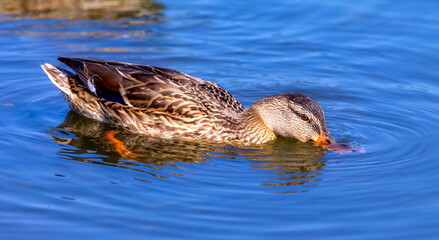 Mallard duck close-up on pond water in summer