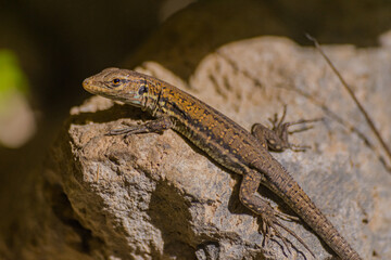 Tenerife lizard, Gallotia galloti eisentrauti, young specimen portrait