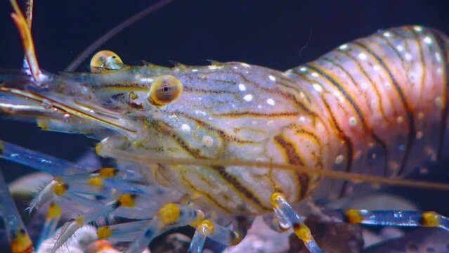 Close-up of a shrimp head with compound eyes Nutrition of Prawn (Palaemon elegans), Black Sea