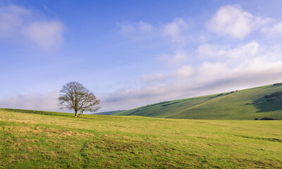 Bright sunny November morning on Pea Down near East Dean South Downs East Sussex