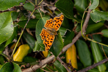 Chinese Comma - Polygonia c-aureum - is resting on the leaf.