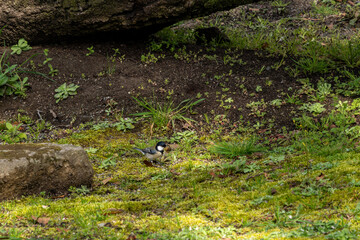 Japanese tit is on a mossy ground in Fukuoka Prefecture, Japan.