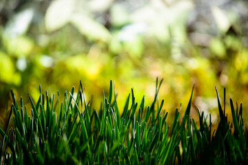抽象画風・秋の花・コピースペース
