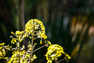 抽象画風・秋の花・コピースペース