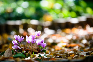 抽象画風・秋の花・コピースペース