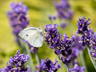Ein Schmetterling auf einer Blume
