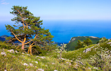 Fototapeta na wymiar a pine tree on a mountain with a cliff with stones and grass against the background of a blue sky and horizon during a summer day in the Crimea in Ukraine